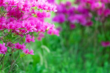 Obraz premium Beautiful pink azalea flowers blooming on branches with a green background