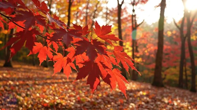 Brightly lit branch of vibrant red maple leaves in a sun-drenched autumn forest with fallen foliage