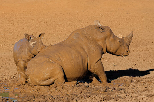A white rhinoceros (Ceratotherium simum) and calf wallowing in a muddy waterhole, South Africa