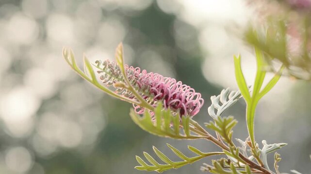 Close-up video of pink grevillea flower blooming in warm natural sunlight with soft bokeh background. Tropical botanical scene with delicate textures and dreamy atmosphere.