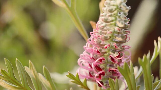 Close-up video of pink grevillea flower blooming in warm natural sunlight with soft bokeh background. Tropical botanical scene with delicate textures and dreamy atmosphere.
