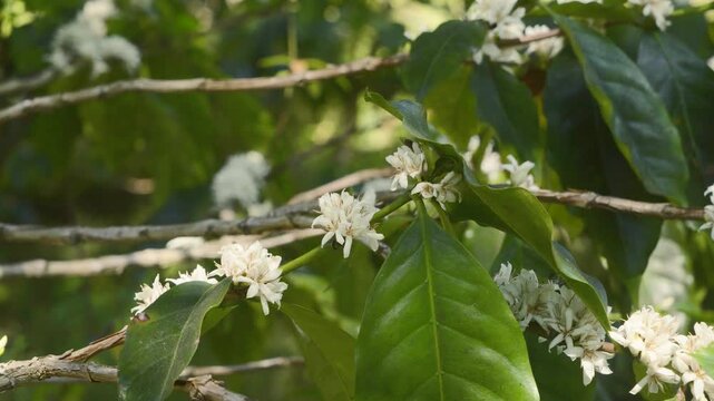 Close-up of bee pollinating white coffee flowers on branch in tropical plantation. Natural pollination process in organic coffee farming environment.