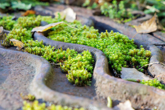 Fresh green moss growing on old rusty metal surface