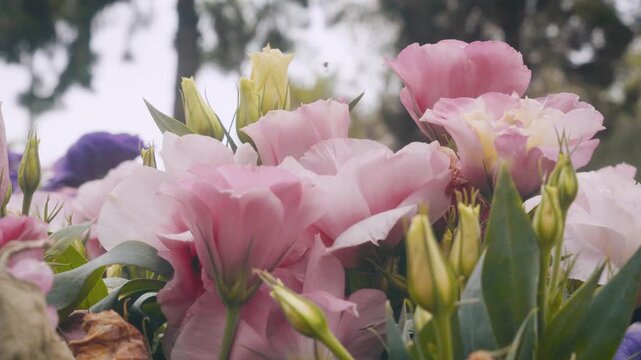 Close-up video of blooming pink and purple lisianthus flowers moving gently in soft wind with dreamy pastel tones and shallow depth of field. Romantic floral garden atmosphere.
