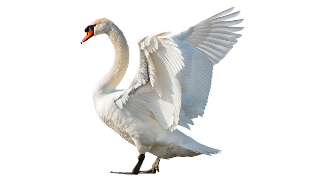 A graceful white swan bird standing elegantly with extended wings side view profile isolated on transparent background cut out