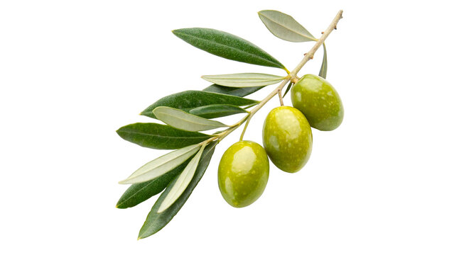 A fresh green olive tree branch with raw organic green olives hanging isolated on transparent background cut out
