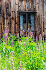 Lupines flowers in a garden by an old wooden cottage © Lars Johansson