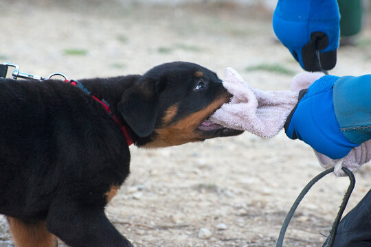training of puppy rottweiler
