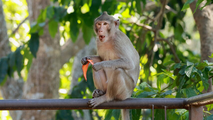 Fototapeta premium Macaque Monkey Sitting on a Railing Eating a Carrot Slice