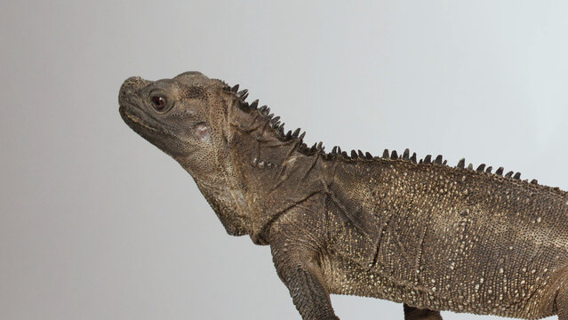 Profile View of a Red Iguana Lizard Against a White Background