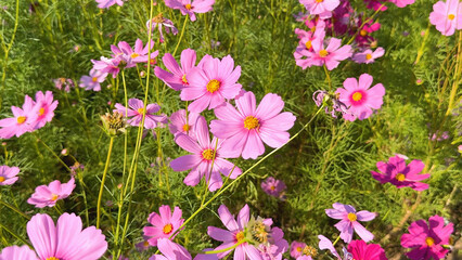 Fototapeta premium Vibrant Pink Cosmos Flowers Blooming in a Lush Green Field