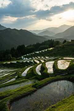 Rice terraces filled with water: A quintessential Japanese landscape. in Kumano City 