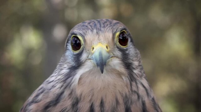 Little spanish falcon close up. High quality 4k footage