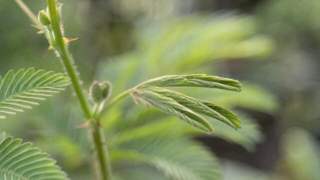 pudica. Close-up of a Mimosa pudica plant with leaves folding closed. gardening catalogs, home-decor guides, designed for gardening and botanical catalogs, used by financial analysts.