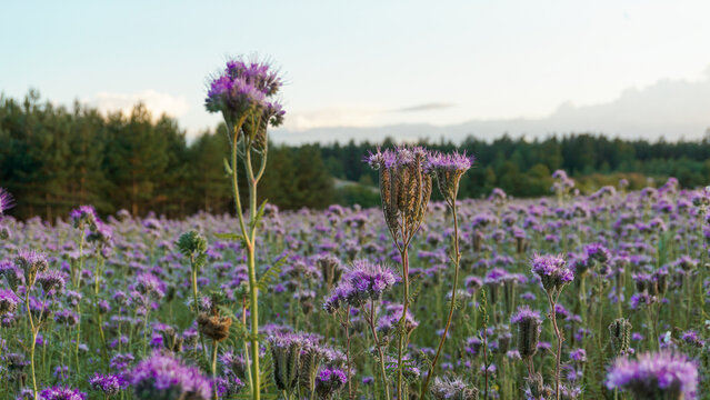 Agricultural field of purple flowers Phacelia tanacetifolia lacy phacelia blooming and attracting pollinators. Natural biodiversity, sustainable gardening and seed mix planting concepts