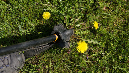 Gardener removing dandelion Taraxacum officinale with manual weeding tool showing long taproot and fresh leaves in lawn. Garden maintenance, organic care, weed control and traditional herbal plant use © jtamm
