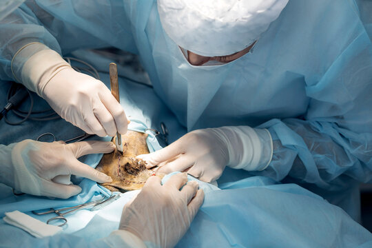 A veterinary surgeon and an assistant wearing sterile scrubs perform animal surgery. They carefully use surgical instruments on the animal patient