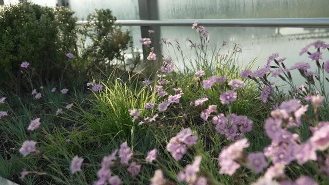 Pink Dianthus Flowers Blooming in a Flowerbed on a Pedestrian Bridge during Golden Hour