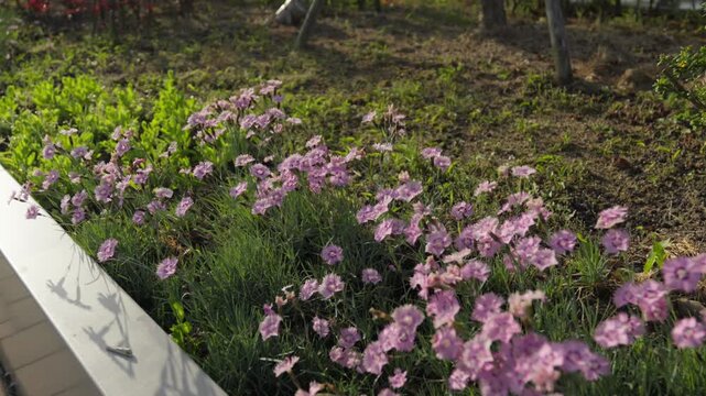 Beautiful Fringed Pinks (Dianthus) in an Elevated Bridge Garden with Warm Afternoon Sunlight
