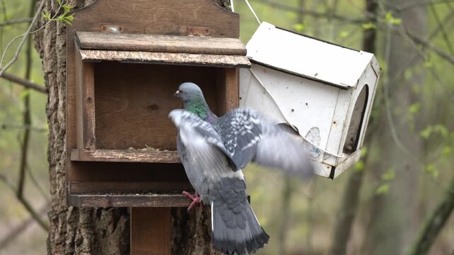 In a sunlit park, a small tit bird savors seeds from a rustic feeder. Its quiet meal is interrupted when a city pigeon dramatically arrives, wings fluttering.