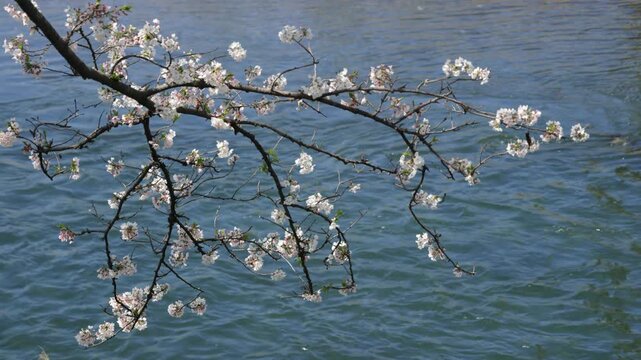 Cherry Blossoms along the Meguro River