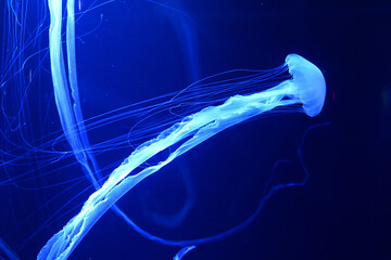 Graceful glowing jellyfish with long tentacles swimming in deep blue aquarium © kaoru