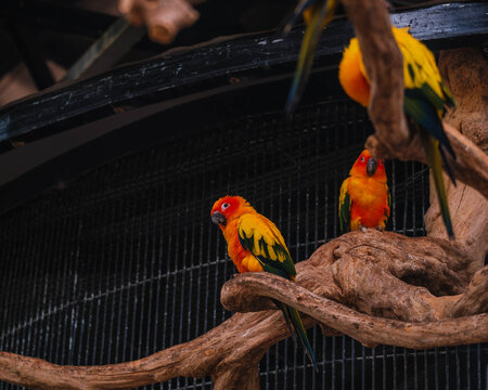 Two Vibrant Sun Conures Perched on Tree Branches in a Cage