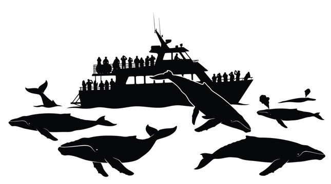 Whale watching tour boat surrounded by orcas and dolphins jumping in ocean black silhouette illustration isolated on white background