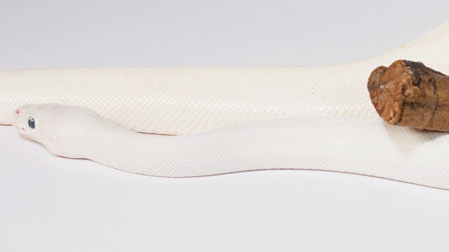 Close Up of a Leucistic White Ball Python on a Branch
