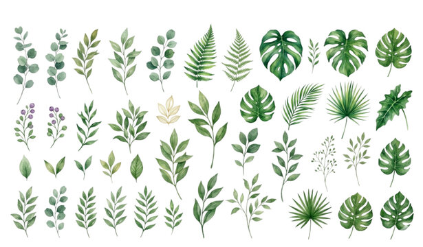 Hand painted watercolor botanical leaves clipart vector isolated on white background