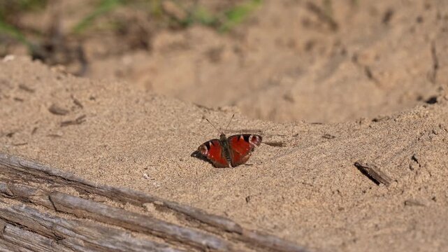 European peacock butterfly with its wings open slowly closing them while resting on warm sand under the sun. Beautiful red insect with eyespots basking on a sunny day in its natural habitat