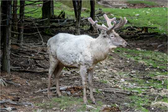 wei&szlig;e  Rothirsch (Cervus elaphus)