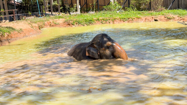 Asian Elephant Submerged in a Muddy Pond at a Phuket Sanctuary