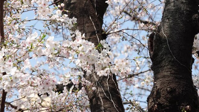 Cherry Blossoms along the Meguro River