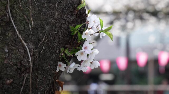 Cherry Blossoms along the Meguro River