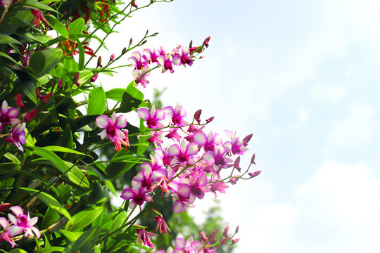 Tropical scene with orchid flowers on sunny nature background. Horizontal banner with leaves of tropical plants and orchid flower of lilac color, Thailand. Lilac-hued orchid blossom