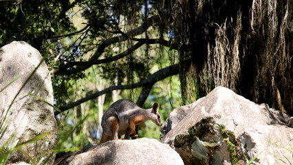 Fototapeta premium Australian Rock Wallaby Standing on Large Boulders in Natural Forest Habitat