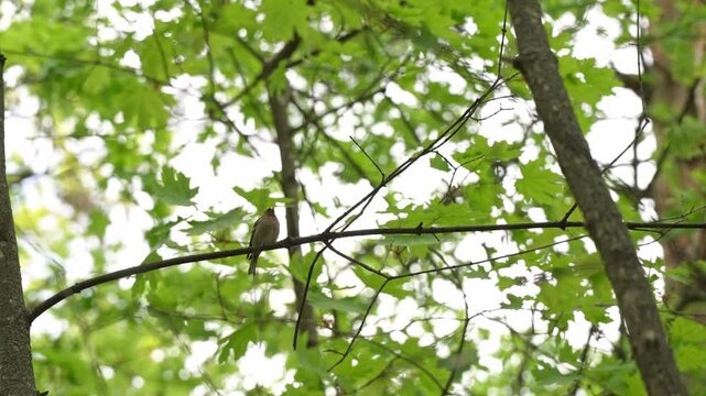Solitary house finch perching on a thin branch among vibrant green leaves, chirping and singing its song in a lush forest with a bright, out-of-focus background creating a peaceful atmosphere