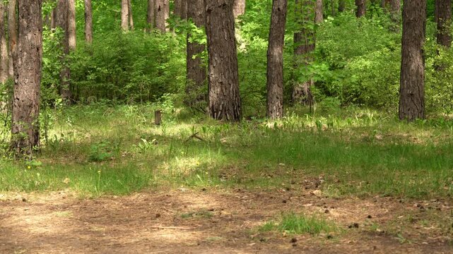 Sunlight filters through towering pine trees, painting golden patches on the earthy forest path.