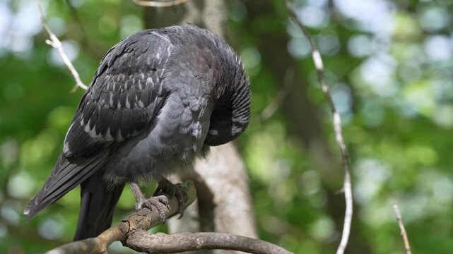 Common gray pigeon perching on a tree limb and cleaning its feathers in a natural park setting with a soft green background, showcasing avian behavior in the wild during a sunny day
