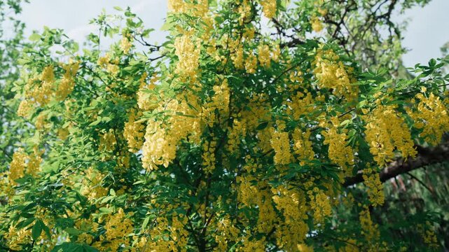 A medium shot of a Golden Chain tree (Laburnum) in full bloom during May in Germany. The long, pendulous yellow flower clusters sway gently in a light spring breeze against a backdrop of lush green le