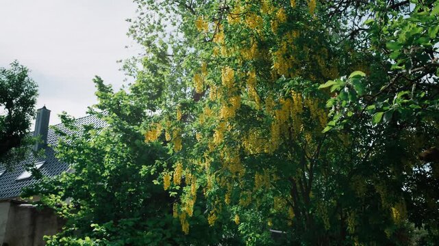 A wide, static shot of a mature Laburnum tree (Golden Chain) situated in a well-maintained garden in Germany. Top of tree is visible, covered in cascading yellow blossoms that stand out against th