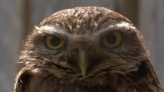 Closeup Burrowing owl face looks directly at camera, full frame