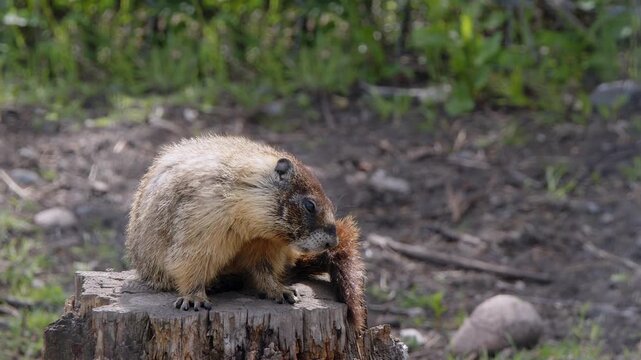 Closeup Yellow-bellied marmot scratches while sitting on tree stump
