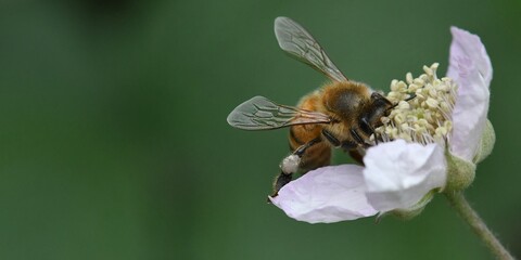 abeille sur une fleur de ronce © Guy Pracros