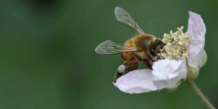 abeille sur une fleur de ronce