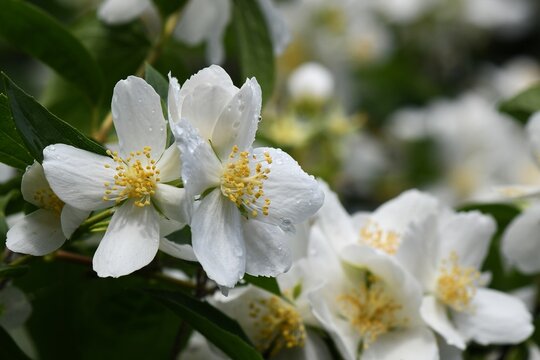 Fleurs de seringat