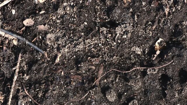 Ants digging and maintaining an intricate anthill in soil, showcasing teamwork and natural engineering with tunnels, chambers and busy cooperative activity underground