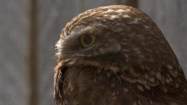 Close-up profile of Burrowing owl looking out of frame, pupil dilates