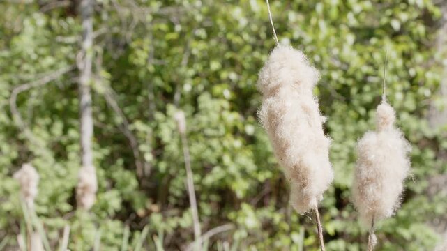 Close up of exposed bulrush cattail fluff in wetland pond on sunny day